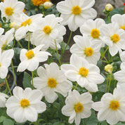 Dalia Mignon blanca